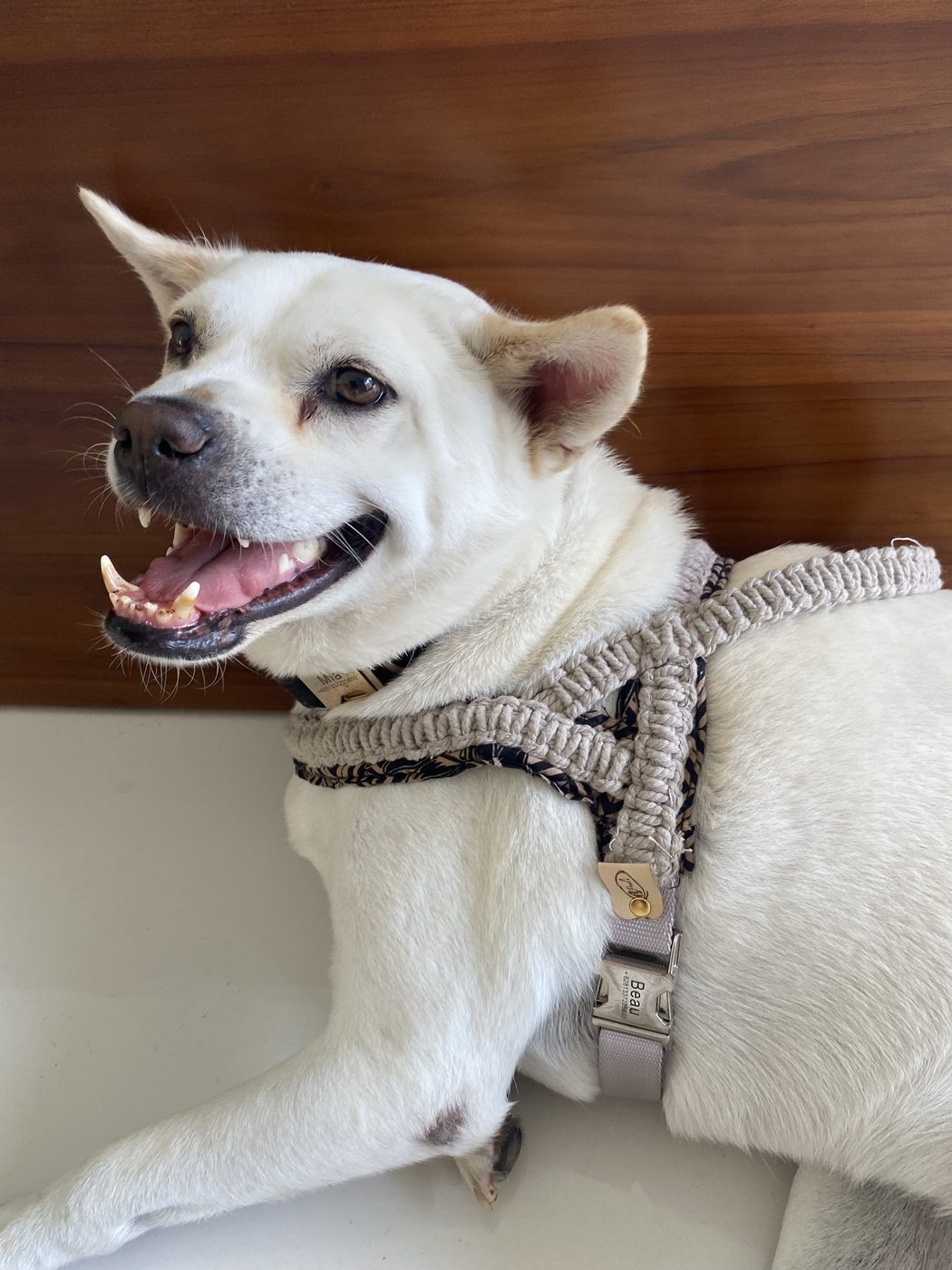 A rescue dog wearing a Pawli collar in Bali