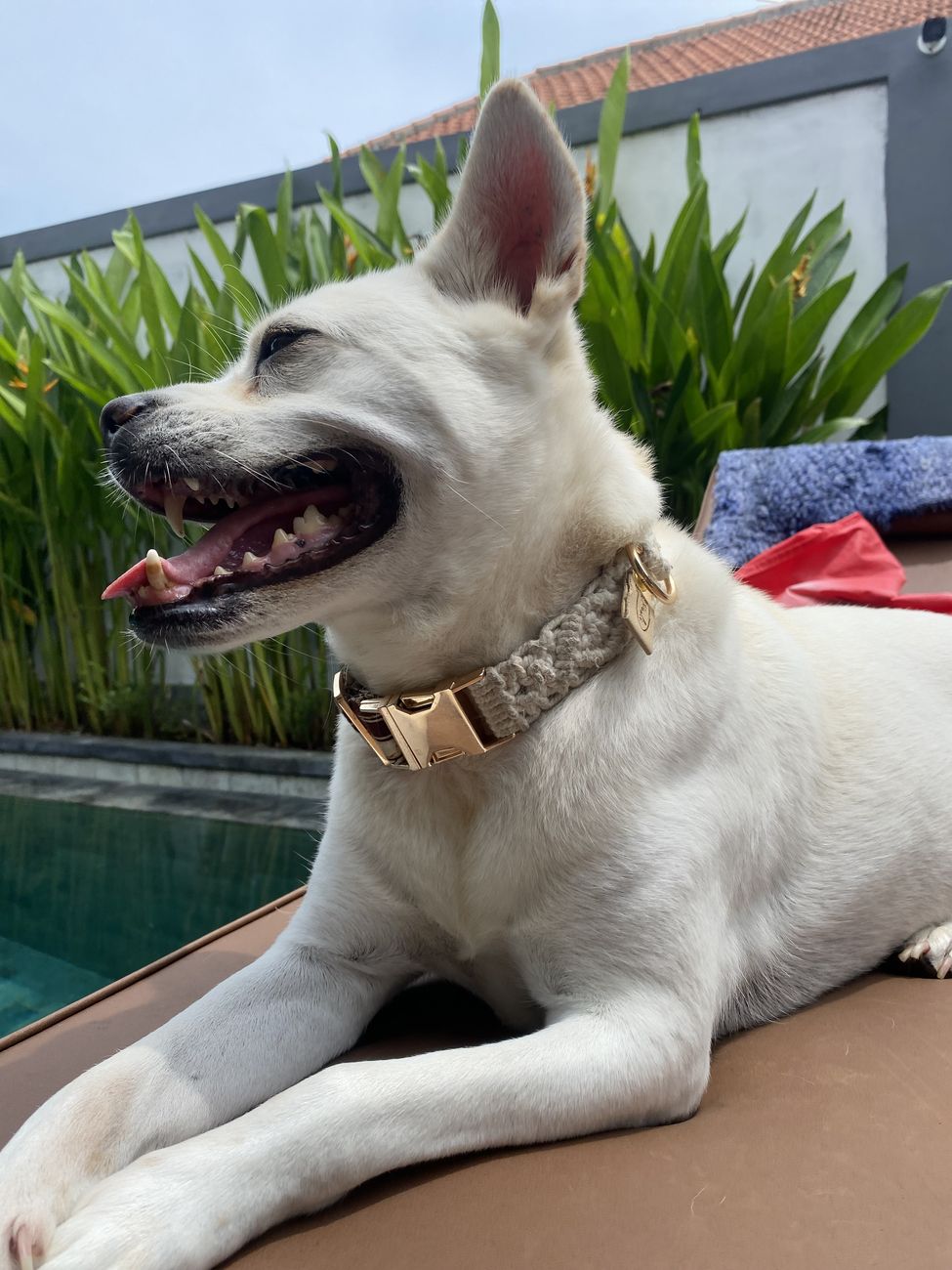 A rescue dog in Bali wearing a handmade Pawli collar with gold hardware